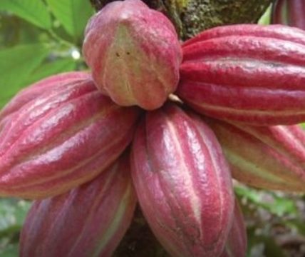 RD alcanzará producción récord de cultivo de cacao