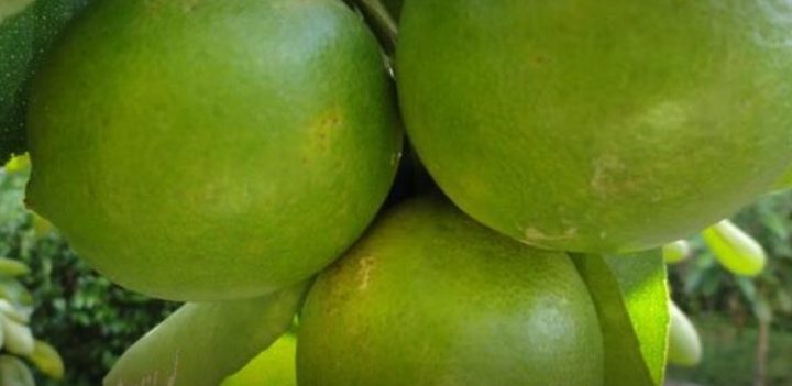 Agricultura no ha dado permiso para importar limón de México